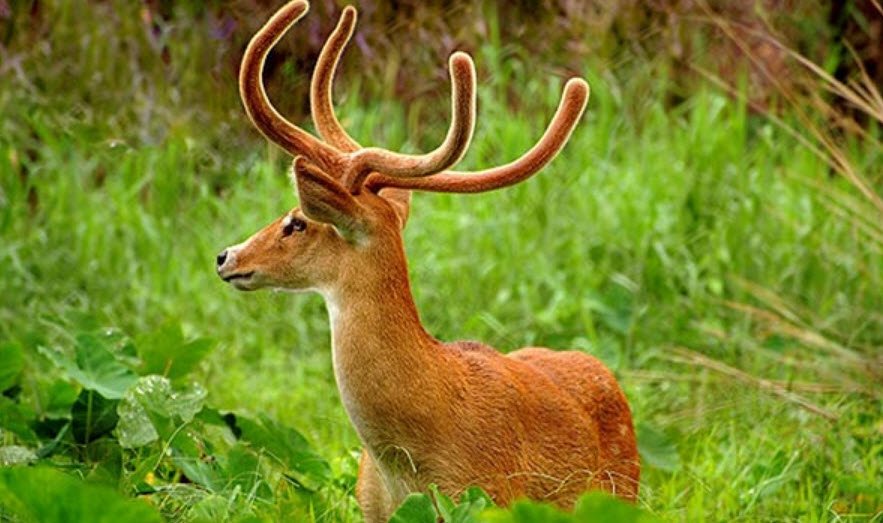 Dibang Wildlife Sanctuary